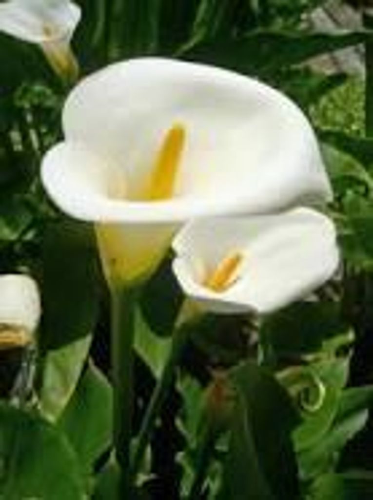 Cheryl Ruth Mulcahy