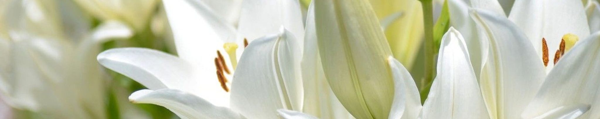 Cover photo for Norma Schneider's Obituary