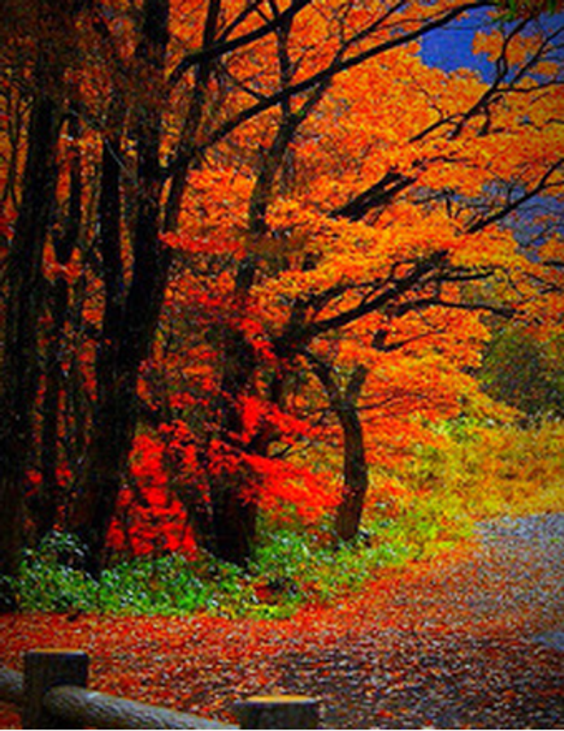 Carroll Edwin Strange