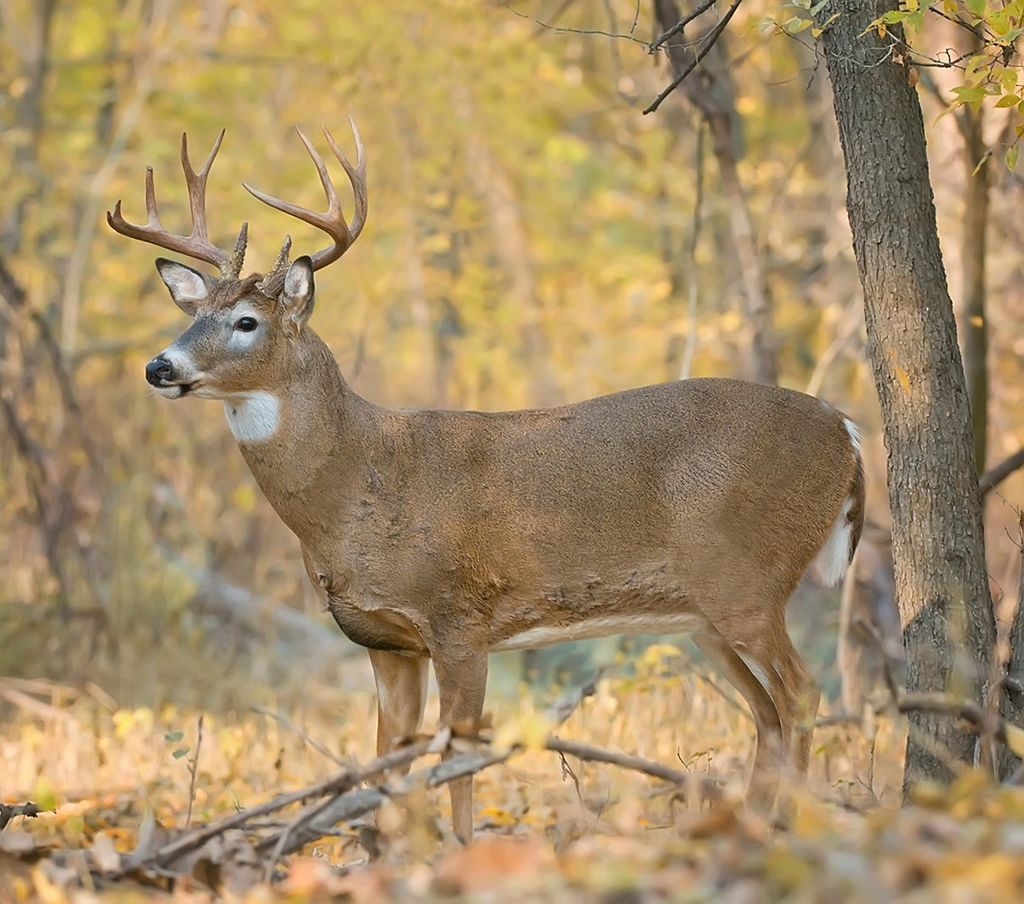 Andrew Smith Profile Photo