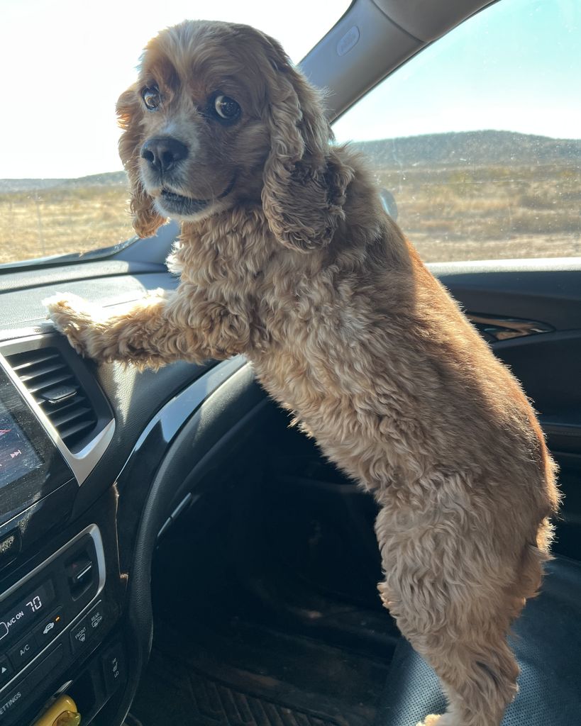 Bailey Corgill Profile Photo