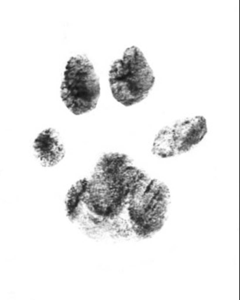 Xenon Shook Profile Photo