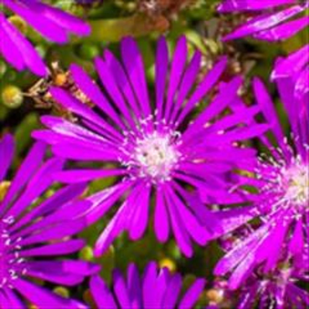 Margie L. Scott Profile Photo