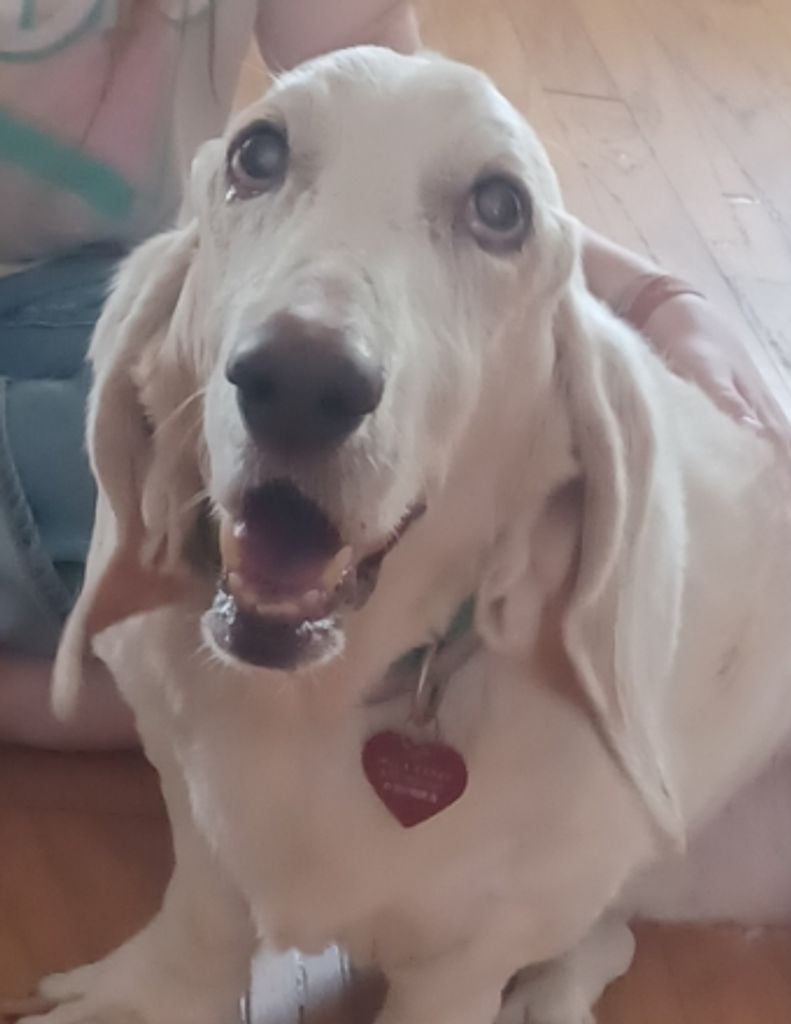 Bella Boo Caban