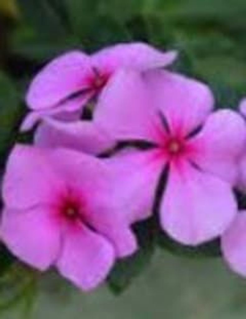 Leila T. “Tillie” Cumbee Profile Photo