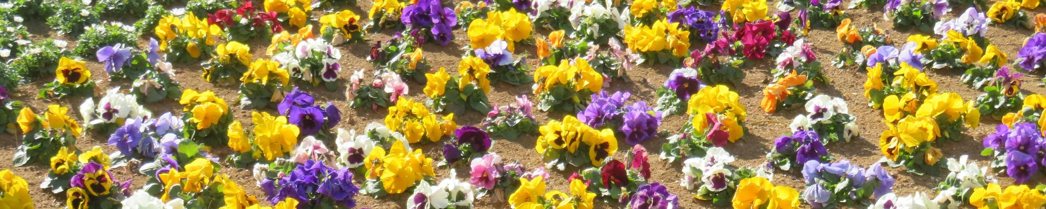 Cover for Ian Alexander Leslie's Obituary