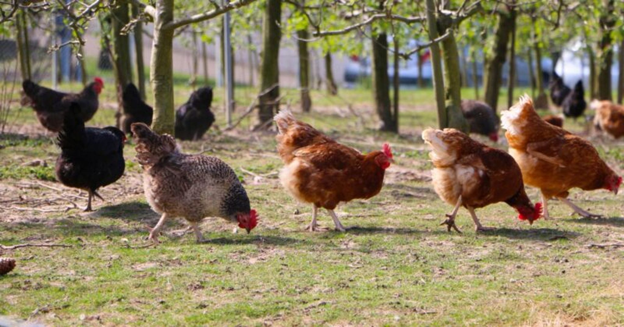 Cover for Leslie A. Pedersen's Obituary