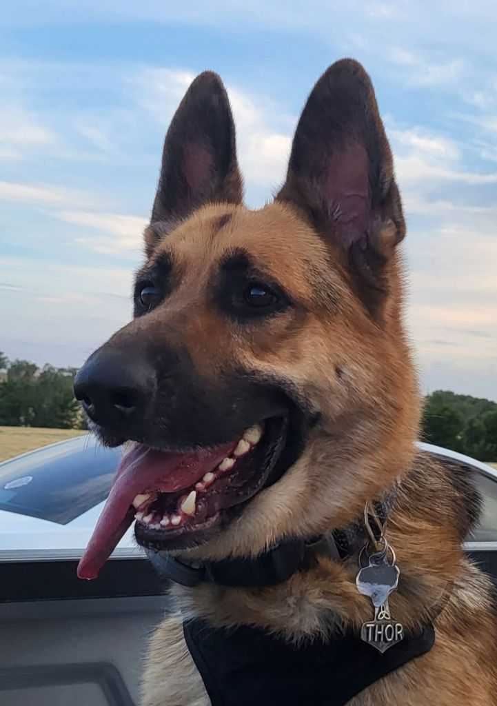 Thor Profile Photo