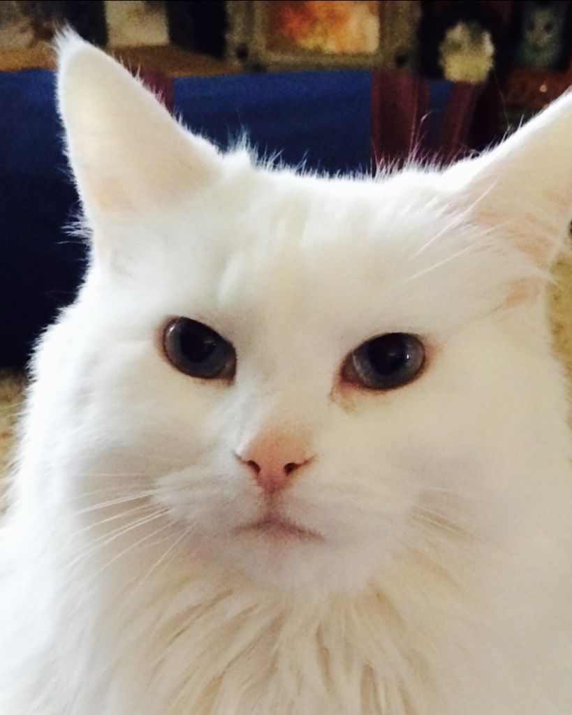 Olivia Snyder Profile Photo