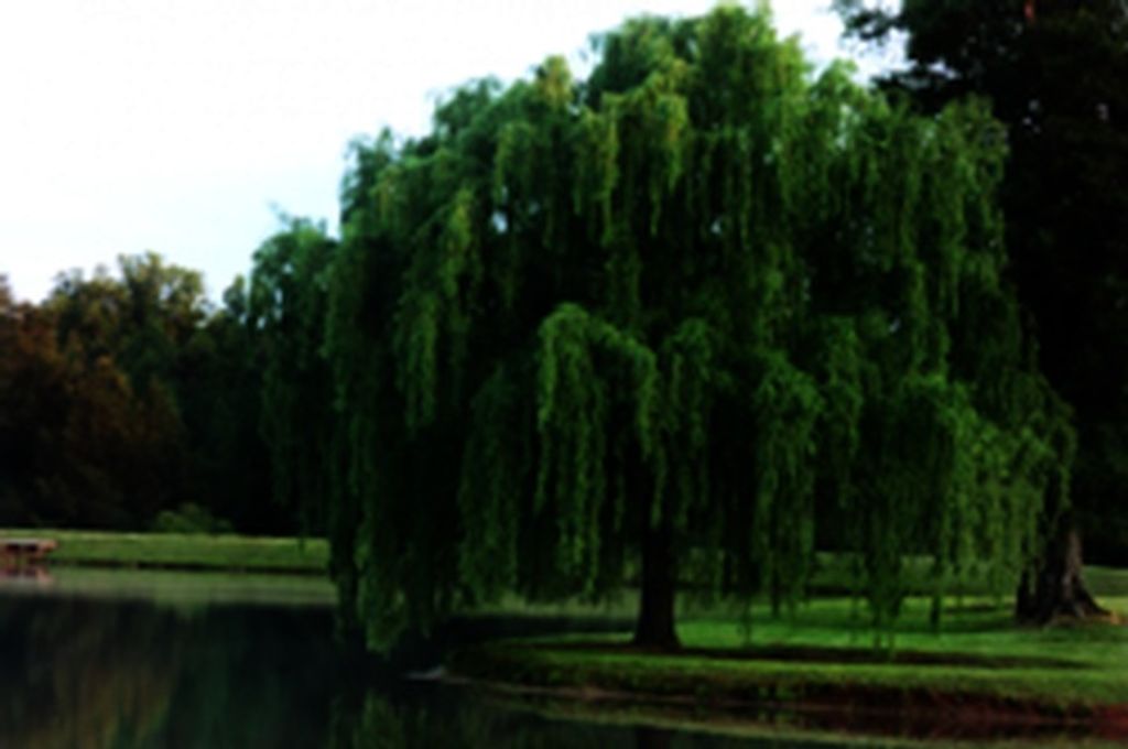 Thomas B. Martin, Jr. Profile Photo