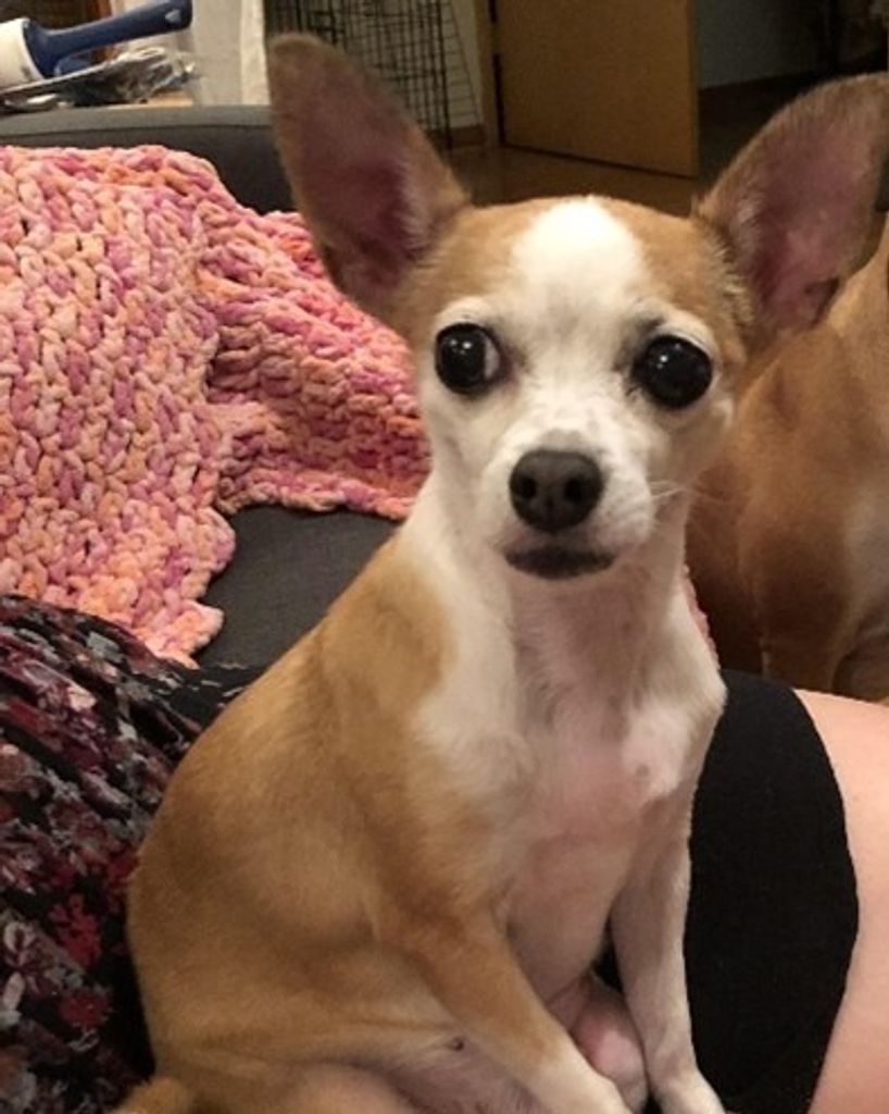 Princess Poppy Lester Profile Photo