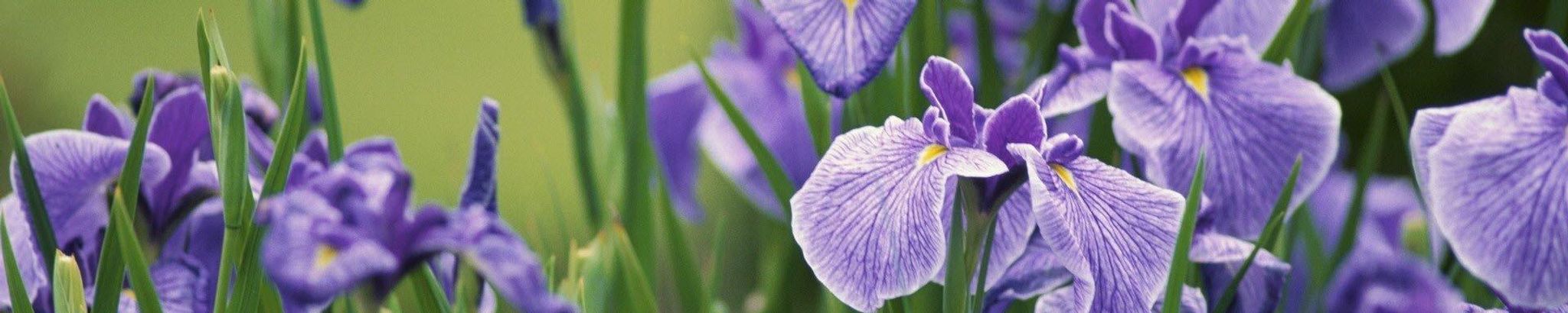 Cover for Connie Kathryn Bilbrey's Obituary