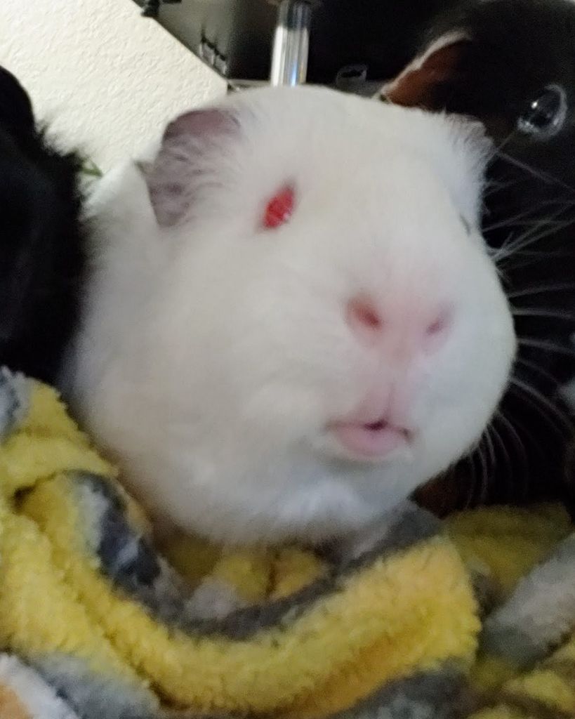 Snowball Profile Photo