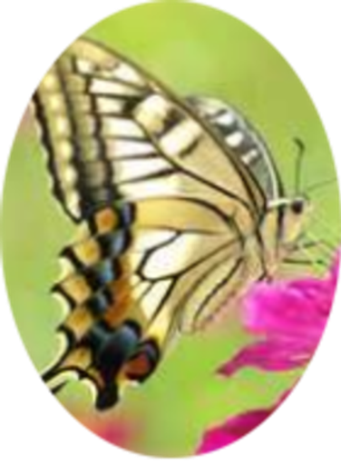 Eleanor Louise Camper Profile Photo