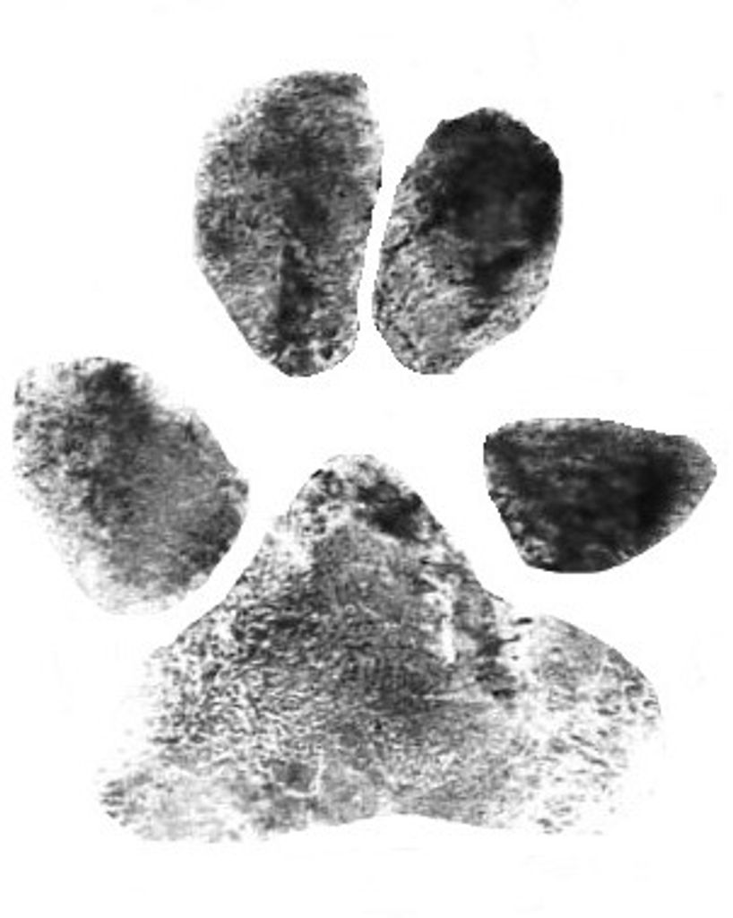 Bear Jenkins Profile Photo