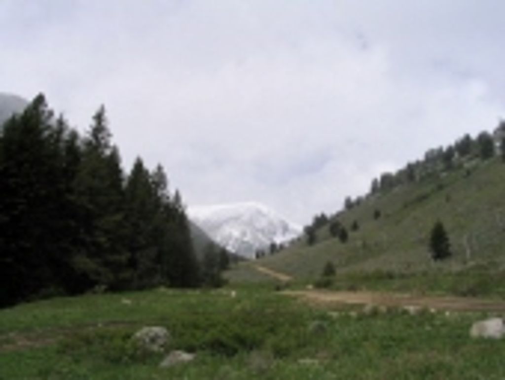 Wayne Lachenmaier
