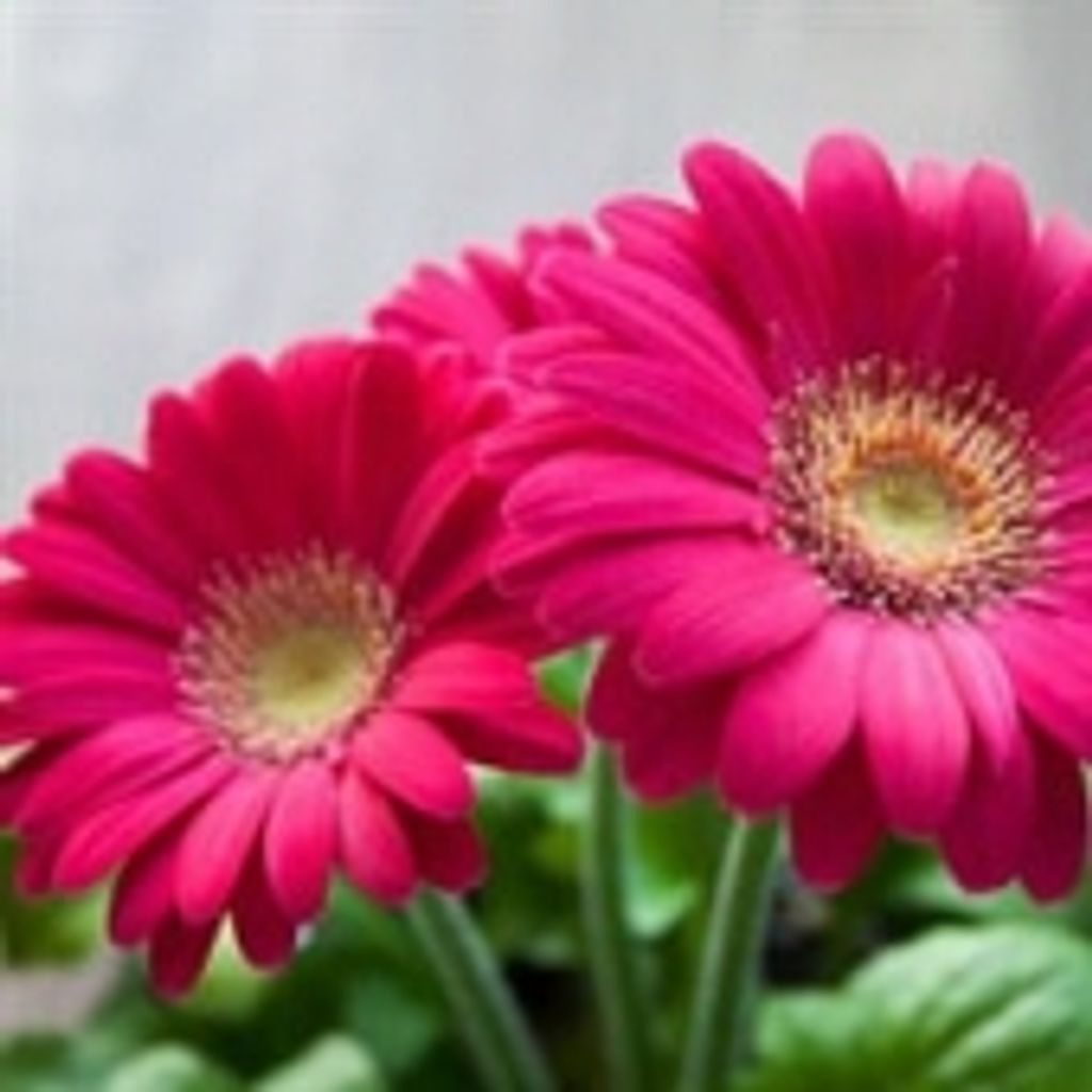 Colleen Marie Robbins