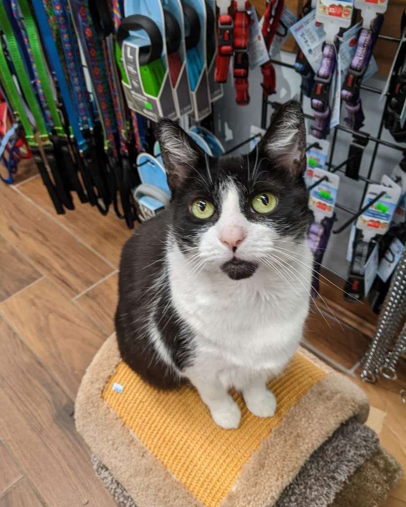 Bridgette Kohlmartino