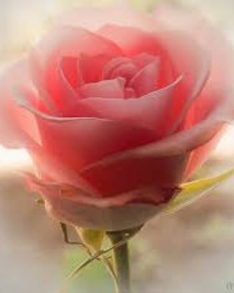 Susan Myers Profile Photo