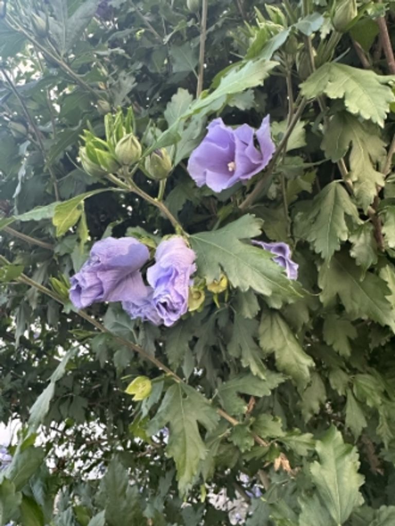 Josephine M. "Josie" Weston Profile Photo