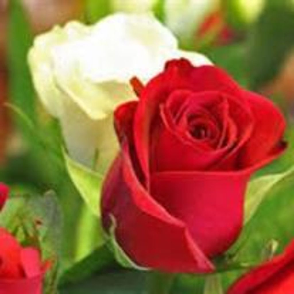 Barbara  J Jordan Profile Photo