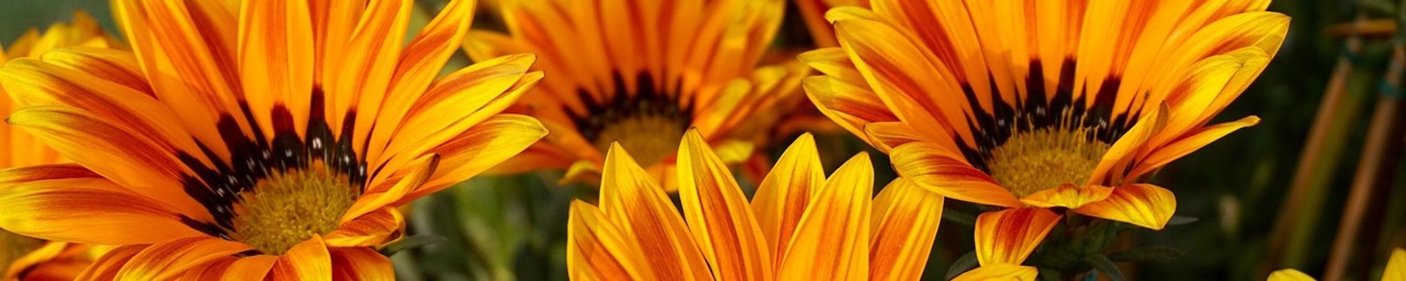 Cover photo for Pichu Crowe's Obituary