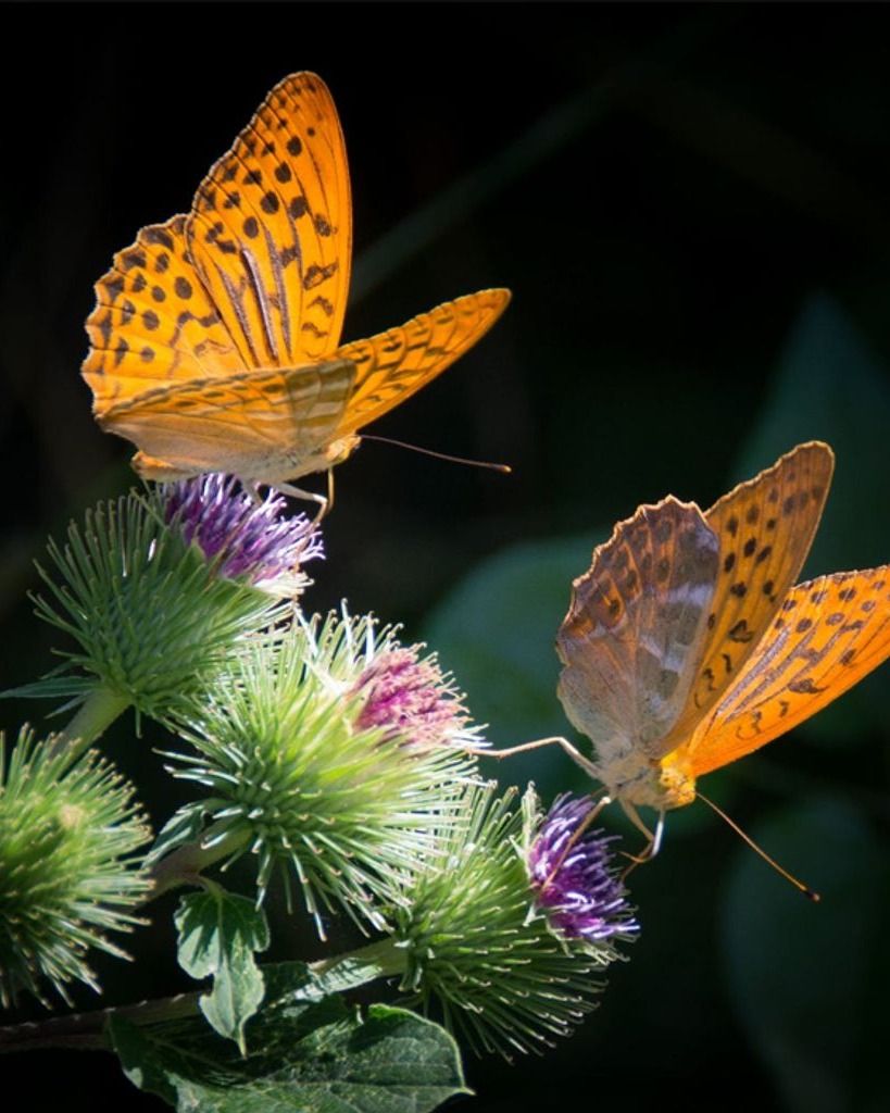 Brandy Jones Odoms Profile Photo