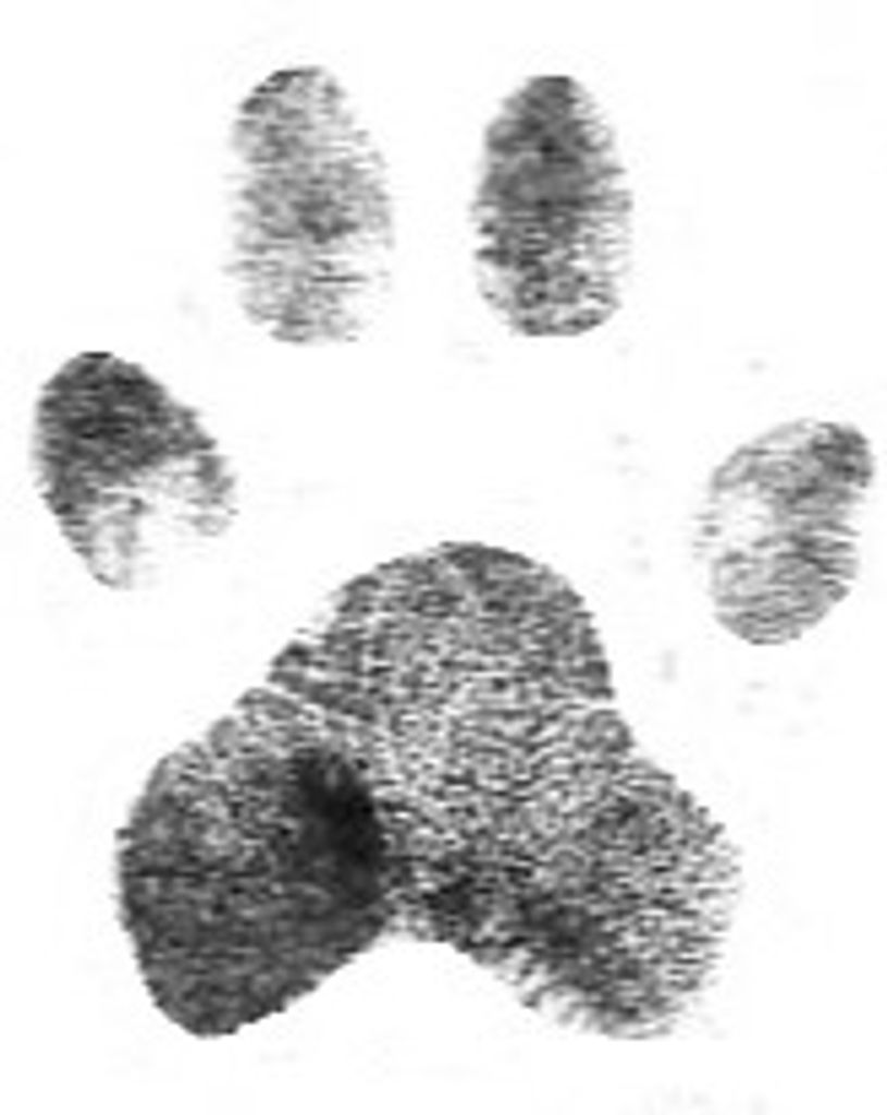 Tiana Smallwood Profile Photo