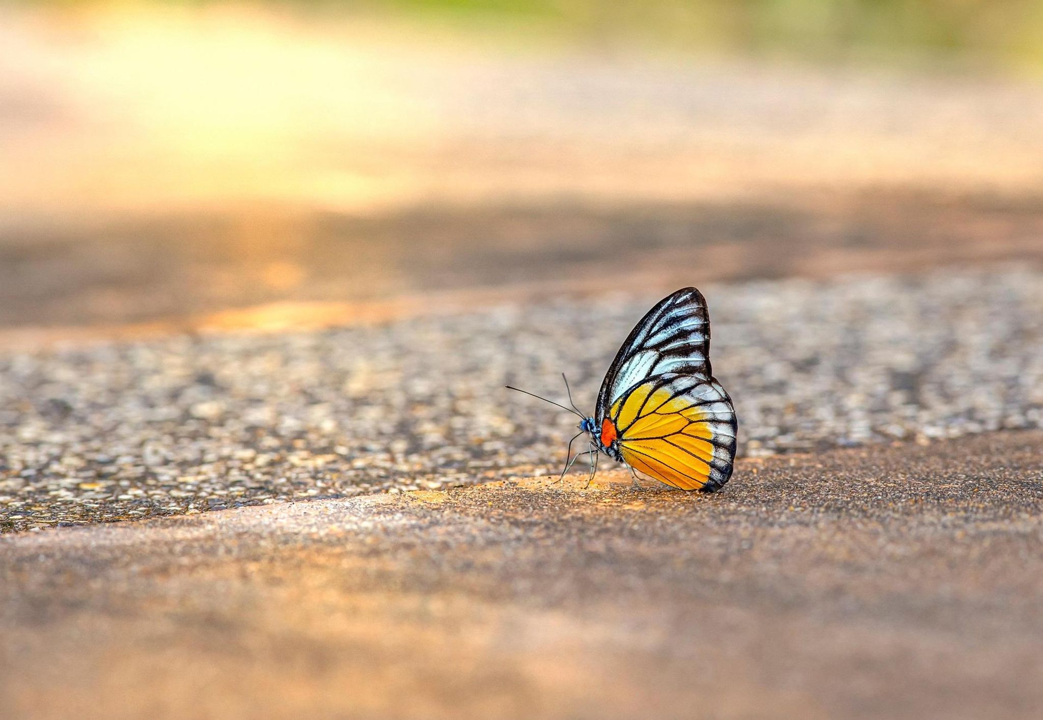 Cover for Pauline R. Young's Obituary