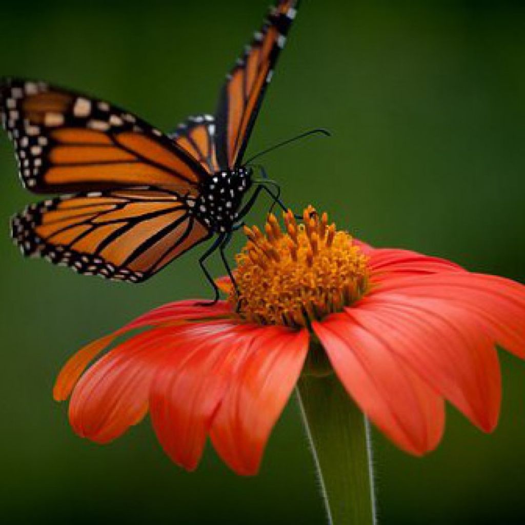 Linda M. Beamesderfer Profile Photo