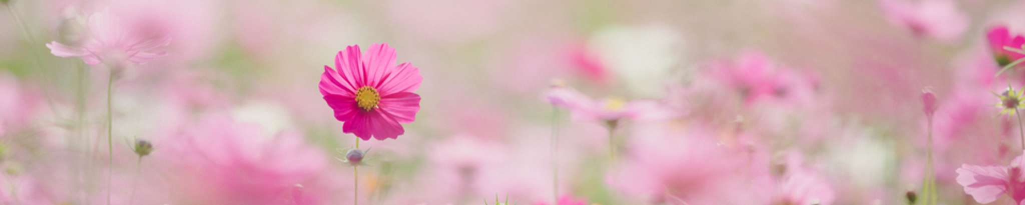 Cover for Beverly Raye Cooper's Obituary