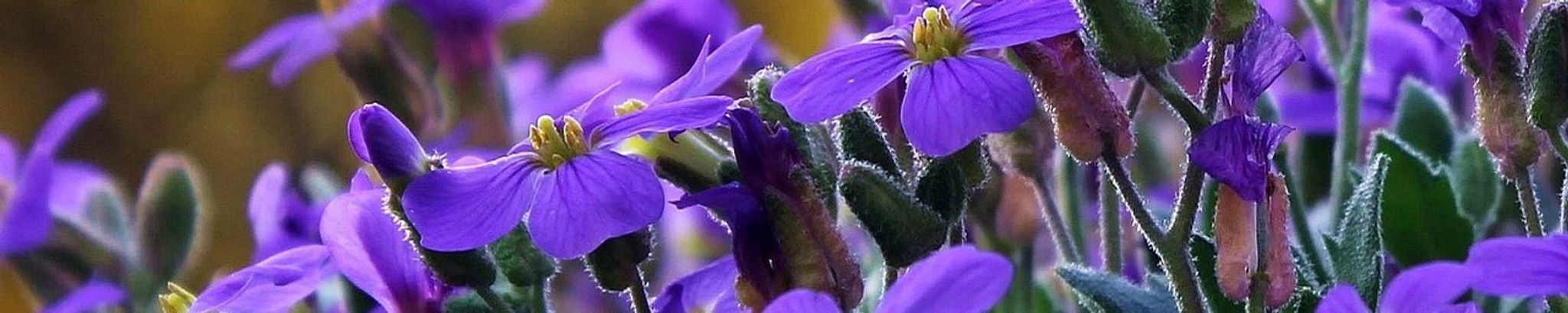 Cover for Vanessa Anne Keller's Obituary