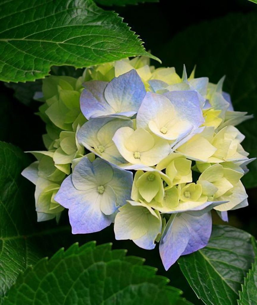 Phyllis T. Sperandio