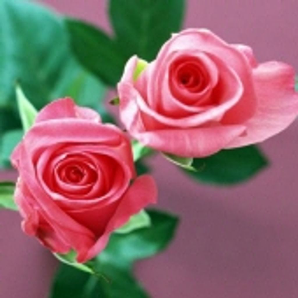 Helen Margaret Deshetler