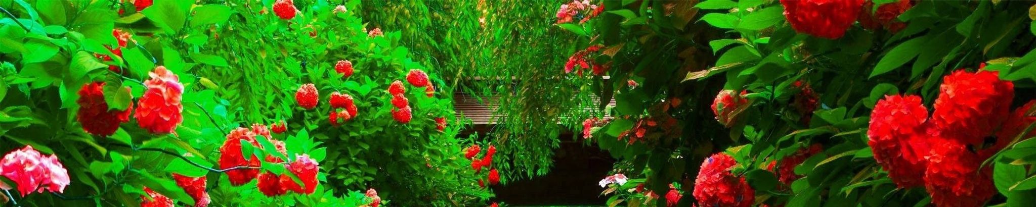 Cover for Valentina Chekhovich Ramirez's Obituary