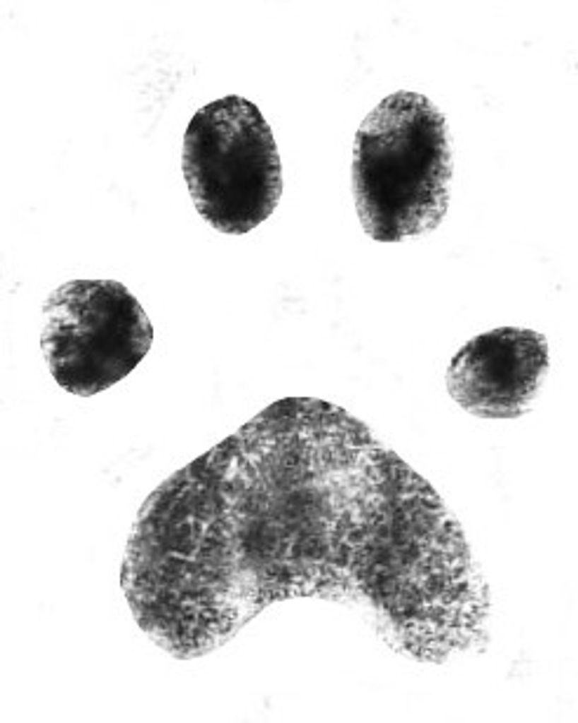 Maisie Noelle Profile Photo