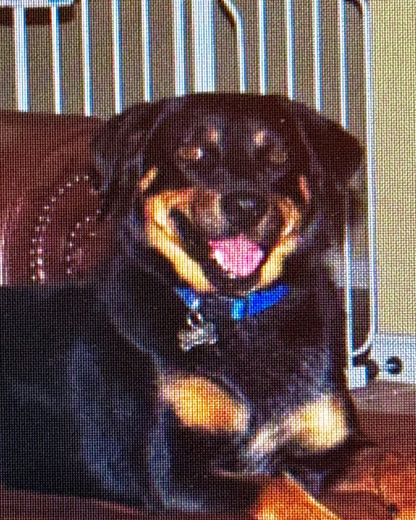 Chula 🖤 Profile Photo