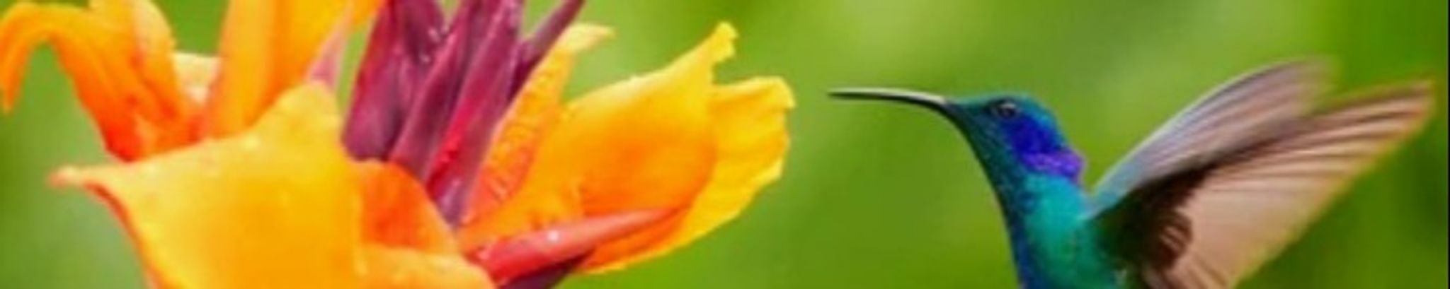 Cover photo for Suzanne Simmons's Obituary