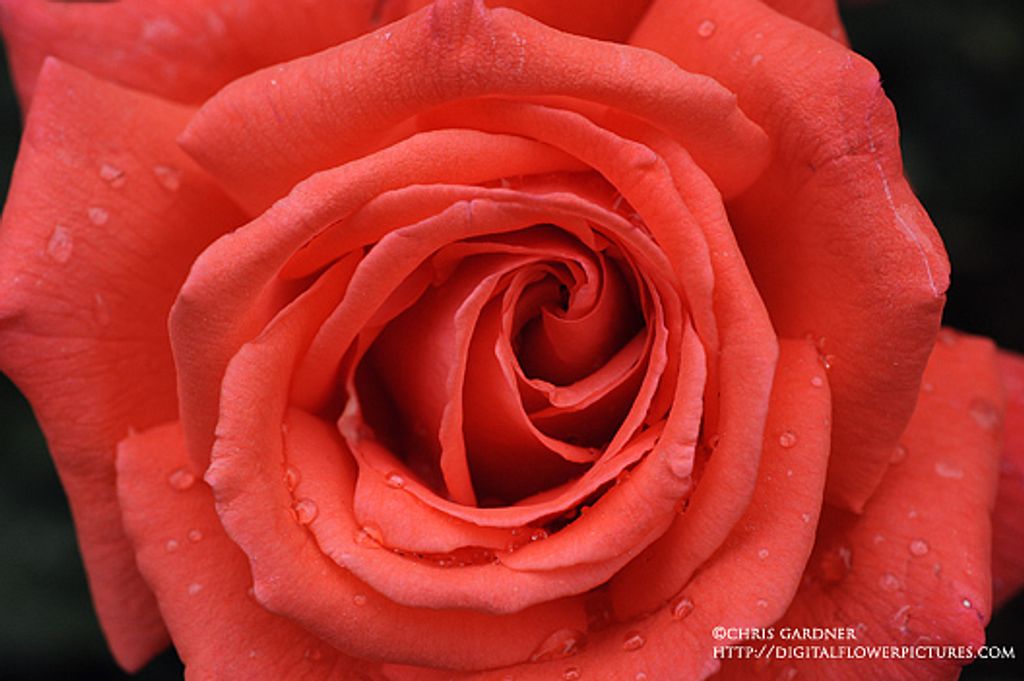 Rose M Gonzales Profile Photo