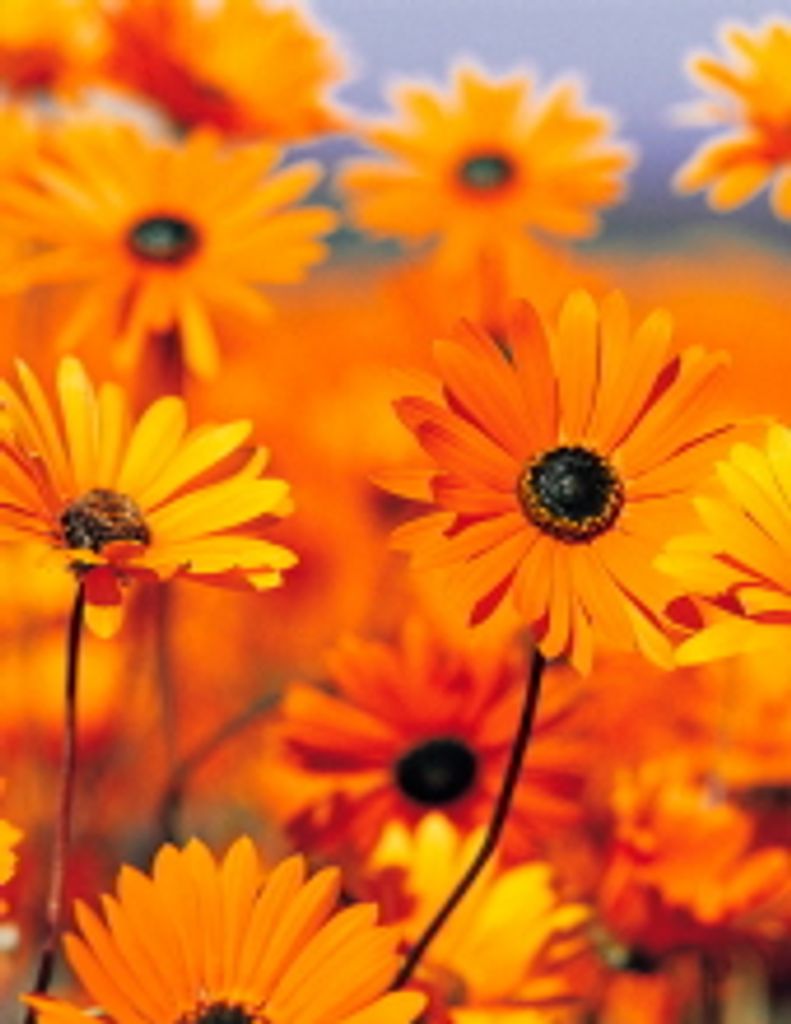 Cynthia 'Lynn' Christian