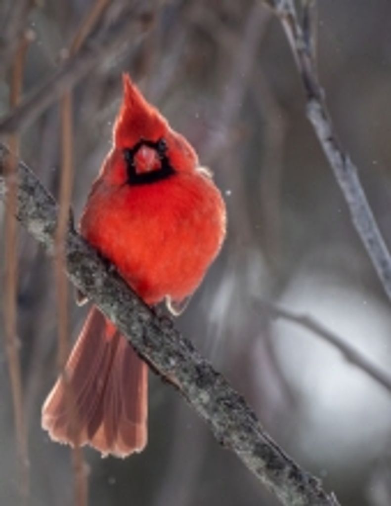 Robert Franklin Parks