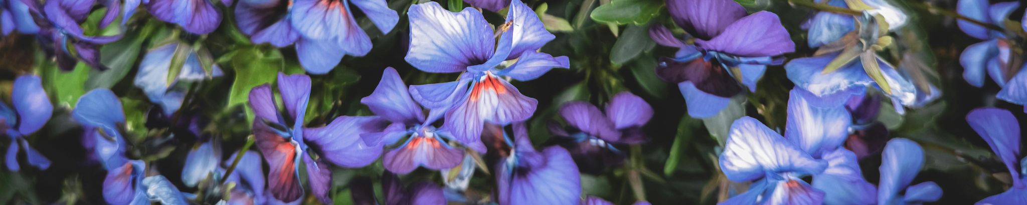 Cover photo for Martha Kilpatrick Lester's Obituary