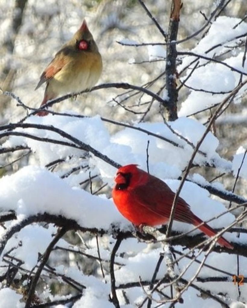 William J. DelVecchio