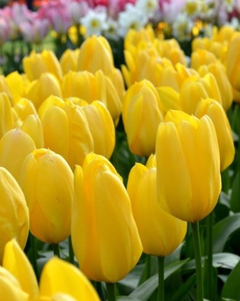 Gayle Price Profile Photo