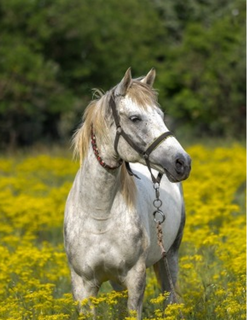 Virginia Lee Daye Profile Photo