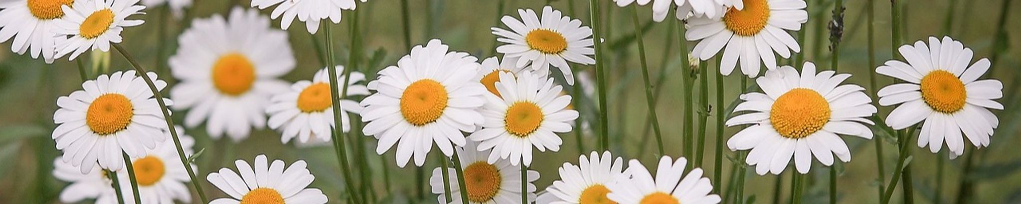 Cover photo for Patricia "Pat" Hamilton's Obituary