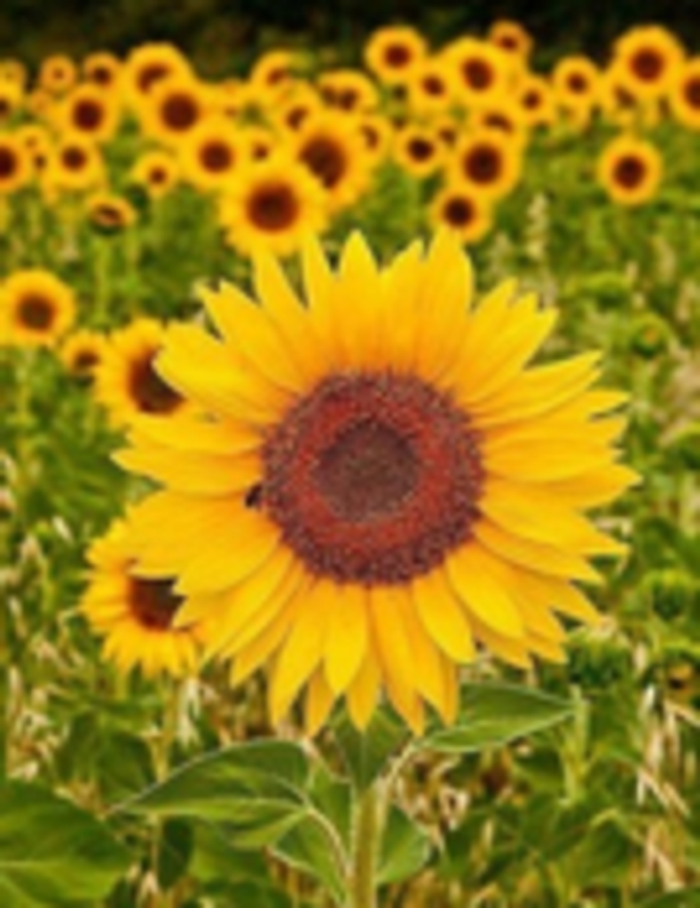 Mrs. Robin Mills Profile Photo