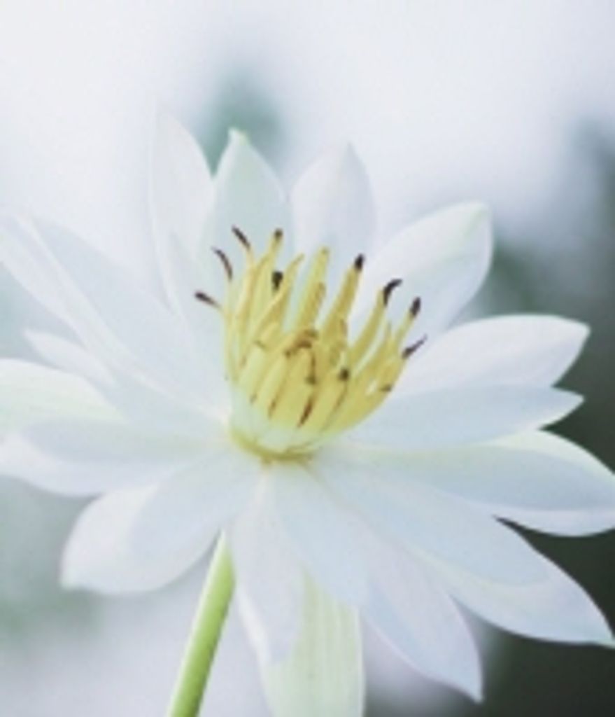 Hala Jasmin Sadoon