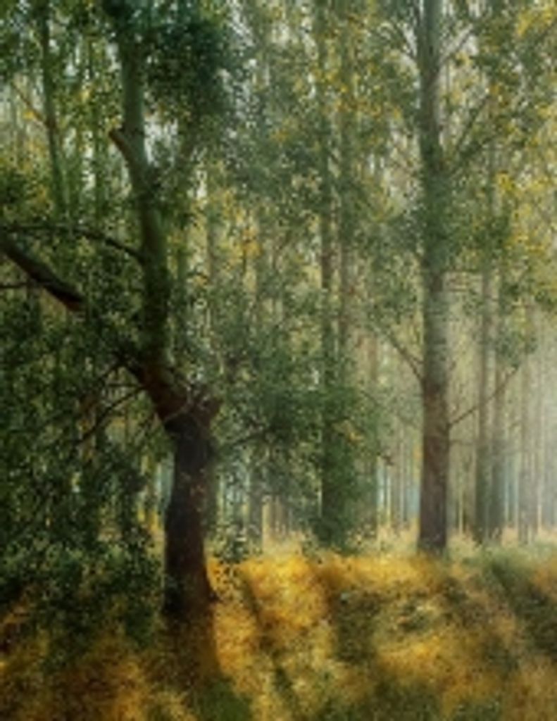 Harold Richard Stein Profile Photo