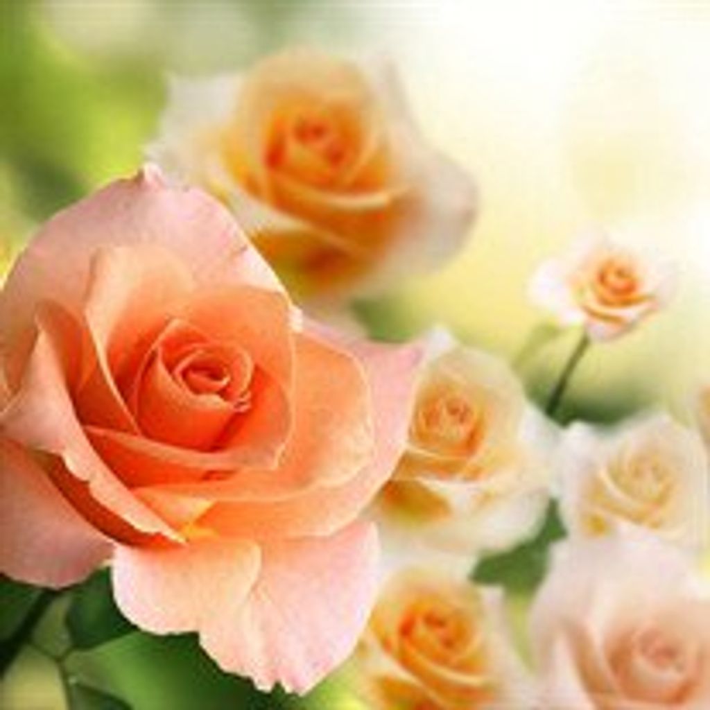 Dianne  Joyce Schachner